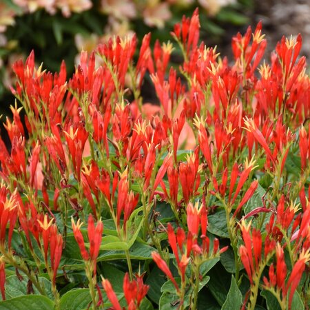 SPIGELIA RAJIN CAJUN 1G