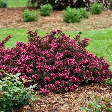 SPILLED WINE WEIGELA 30CM