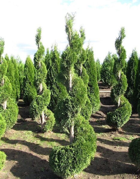 SPIRAL EMERALD CEDAR 150 CM