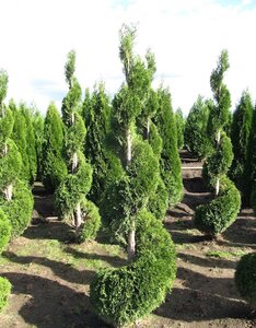 SPIRAL EMERALD CEDAR 150 CM