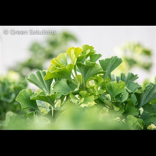 SPRING GROVE GINKGO 40CM