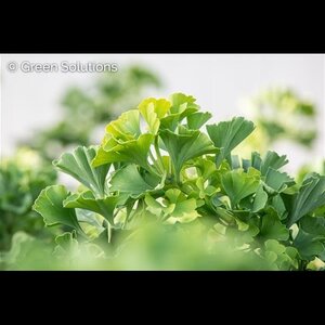 SPRING GROVE GINKGO 40CM