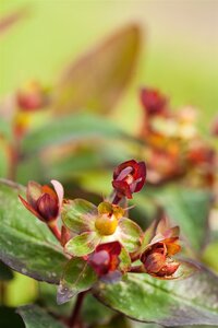 ST. JOHN'S WORT 30 CM - image 3