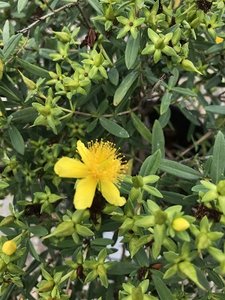 ST. JOHN'S WORT 30 CM