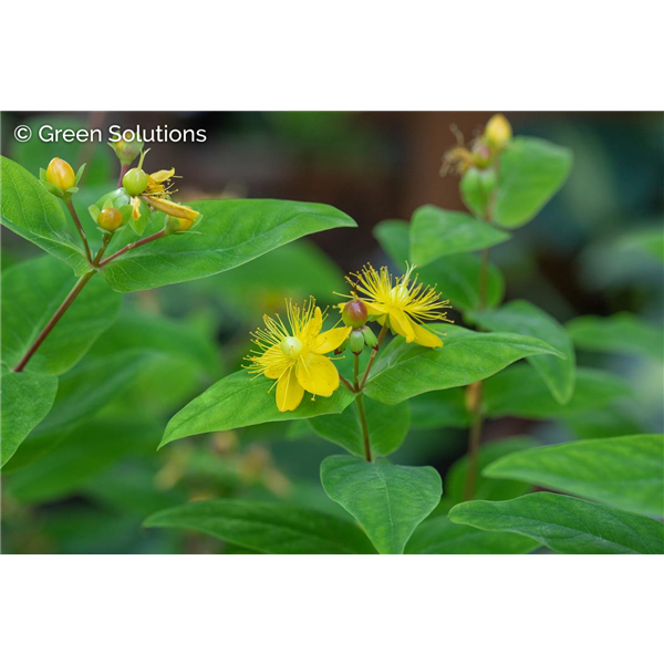 ST JOHNS WORT 1G