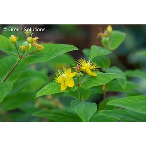 ST JOHNS WORT 1G