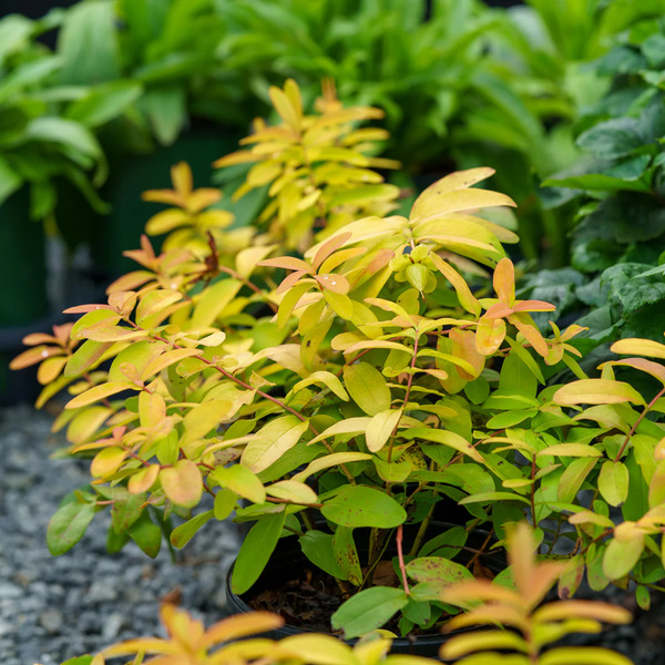 ST JOHNS WORT BRIGADOON 1 G