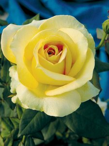 ST. PATRICK ROSE YELLOW 3 MONTH WARRANTY