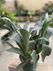 Staghorn Fern 6"