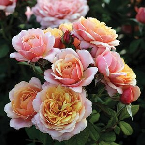 STATE OF GRACE ROSE GRAND SOFTPINK/ORANGE 3 MONTH WARRANTY