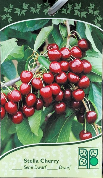 STELLA CHERRY  DWARF 150CM (3 month warranty)