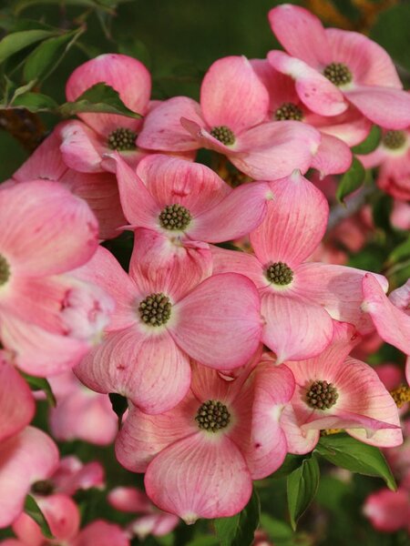 STELLAR PINK DOGWOOD (HYBRID) 200CM