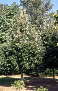 STERLING SILVER LINDEN 60MM