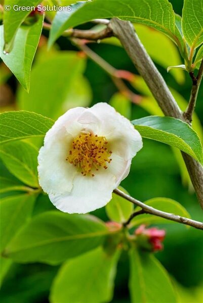 STEWARTIA 200CM