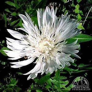 STOKES ASTER DIVINITY 1G