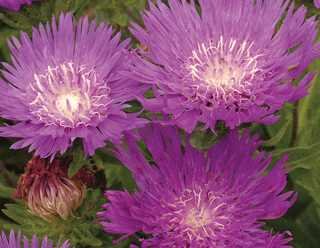 STOKES ASTER HONEYSONG PURPLE 1G