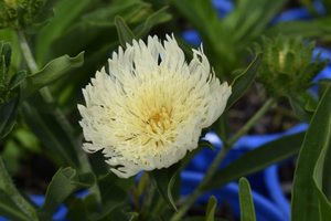 STOKES ASTER MARY GREGORY 1G