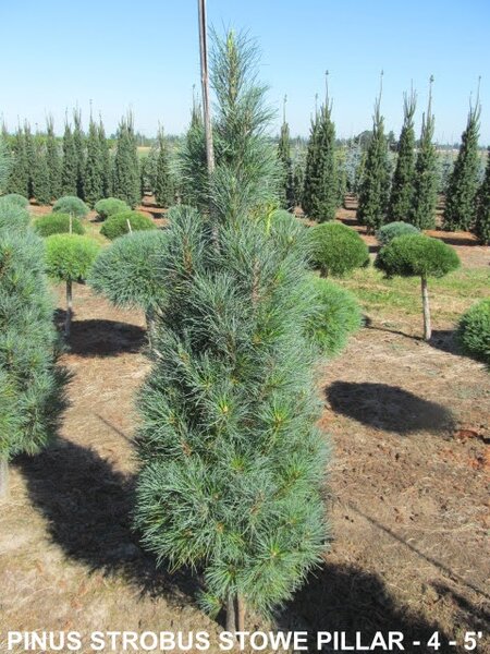 STOWE PILLAR WHITE PINE 150CM BB
