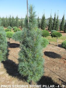 STOWE PILLAR WHITE PINE 150CM BB