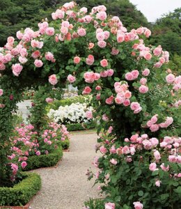 STRAWBERRY HILL ROSE D.AUSTIN PINK 3 MONTH WARRANTY