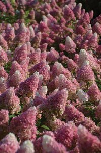 STRAWBERRY SUNDAE HYDRANGEA 40CM