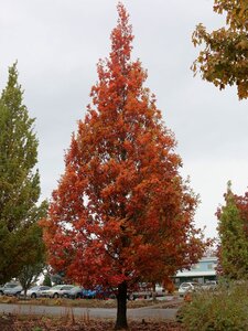 STREETSPIRE OAK 120 CM