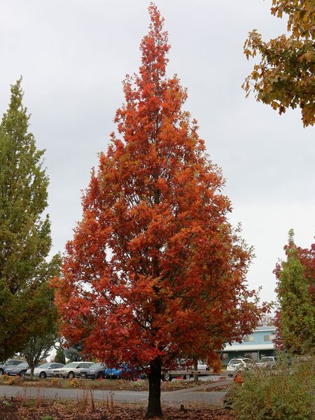 STREETSPIRE OAK 175CM