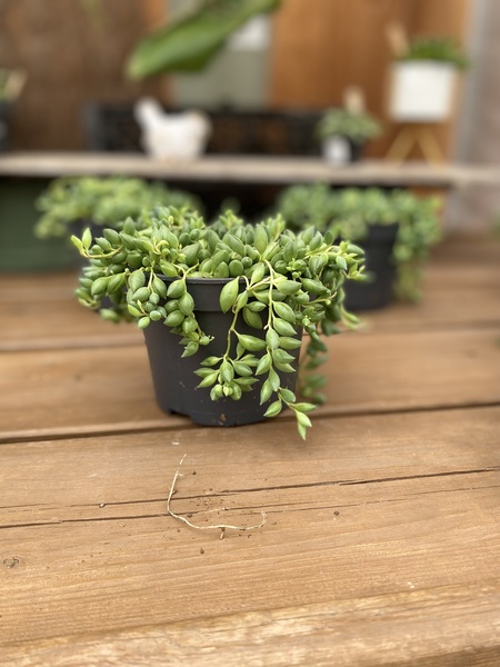 STRING OF TEARDROPS 5"