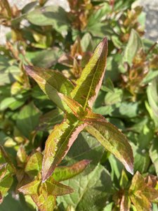 STROBE WEIGELA 20CM