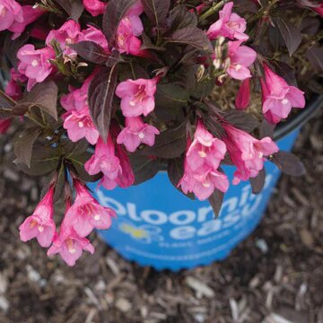 STUNNER WEIGELA 25CM