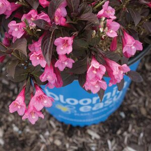 STUNNER WEIGELA 25CM