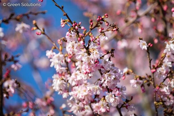 SUBHIRTELLA DOUBLE FLOWERING CHERRY 175 CM