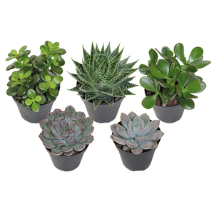 Succulents Asst 4"