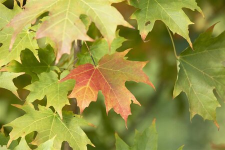 SUGAR MAPLE 200 CM - image 1