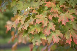 SUGAR MAPLE 200 CM - image 2