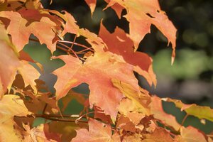 SUGAR MAPLE 200 CM - image 3