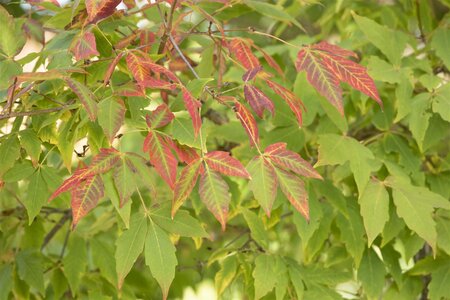 SUGAR MAPLE 200 CM - image 4