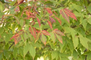 SUGAR MAPLE 200 CM - image 4