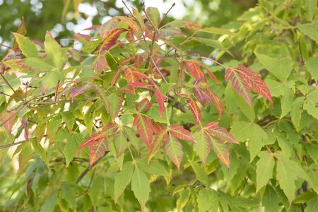SUGAR MAPLE 200 CM - image 5