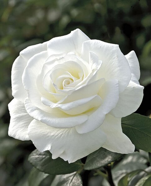 SUGAR MOON ROSE HYBRID TEA PURE WHITE 3 MONTH WARRANTY
