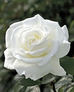 SUGAR MOON ROSE HYBRID TEA PURE WHITE 3 MONTH WARRANTY