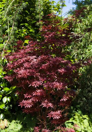 SUMI NAGASHI JAPANESE MAPLE 225CM - image 3