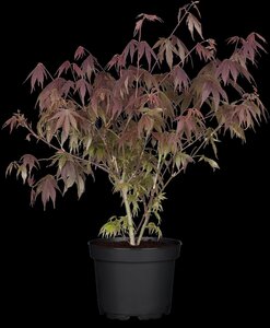 SUMI NAGASHI JAPANESE MAPLE 225CM - image 1