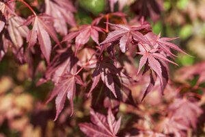 SUMI NAGASHI JAPANESE MAPLE 225CM - image 2