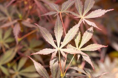 SUMI NAGASHI JAPANESE MAPLE 225CM - image 5