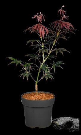 SUMI NAGASHI JAPANESE MAPLE 225CM - image 4