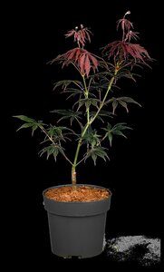 SUMI NAGASHI JAPANESE MAPLE 225CM - image 4