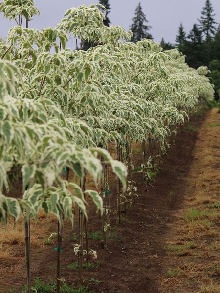 SUMMER FUN DOGWOOD 160CM