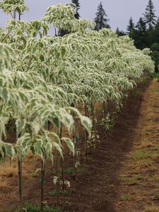 SUMMER FUN DOGWOOD 160CM