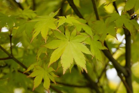SUMMER GOLD JAPANESE MAPLE 2 GALLON  3 month warranty - image 1